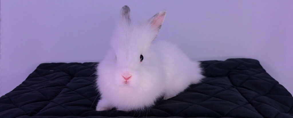 Lapin