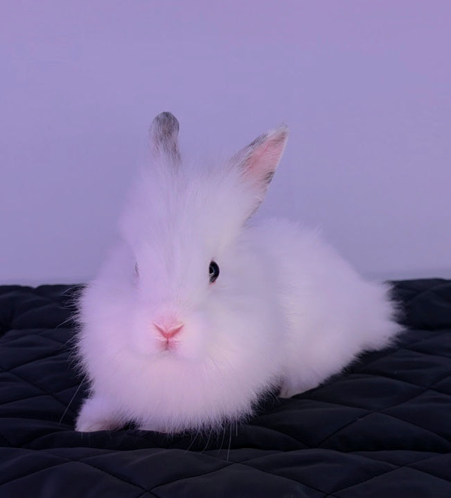 Animaux à adopter