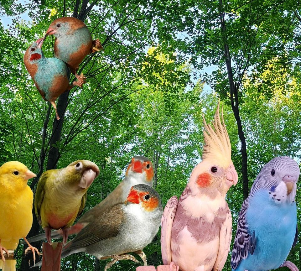 Oiseaux animalerie drummond